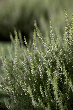 Calluna vulgaris 'Anette' - P10.5 - image 1