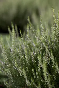 Calluna vulgaris 'Anette' - P10.5 - image 2