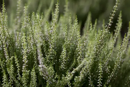 Calluna vulgaris 'Anette' - P10.5 - image 2