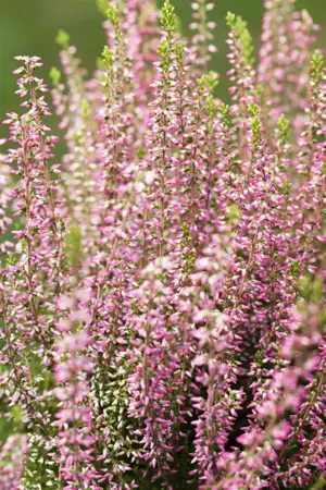 Calluna vulgaris 'Angie' - P10.5 - image 2