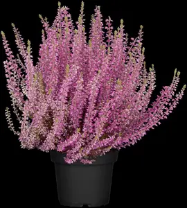 Calluna vulgaris 'Angie'