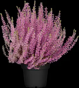 Calluna vulgaris 'Angie' - 1.5 Ltr pot - image 1