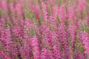 Calluna vulgaris 'Angie' - P10.5 - image 4