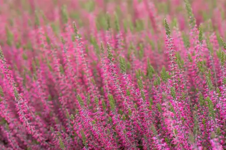 Calluna vulgaris 'Angie' - P10.5 - image 5