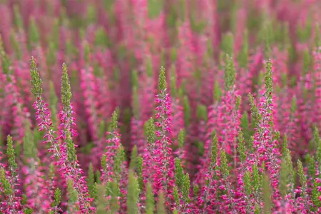 Calluna vulgaris 'Angie' - 1.5 Ltr pot - image 3