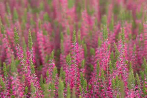 Calluna vulgaris 'Angie' - 1.5 Ltr pot - image 3
