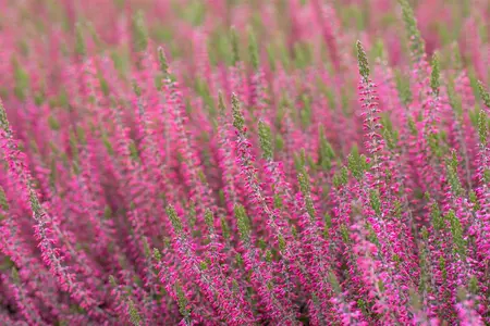Calluna vulgaris 'Angie' - 1.5 Ltr pot - image 5