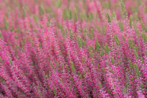 Calluna vulgaris 'Angie' - 1.5 Ltr pot - image 5