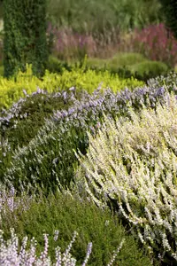 Calluna vulgaris 'Anne Sofie' - P10.5 - image 2