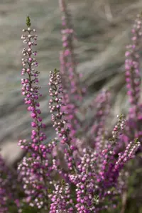 Calluna vulgaris 'Annemarie'