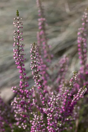 Calluna vulgaris 'Annemarie' - 1.5 Ltr pot - image 1
