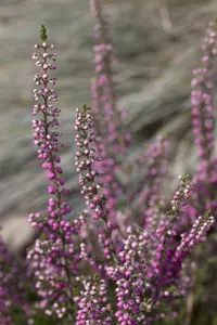 Calluna vulgaris 'Annemarie' - 1.5 Ltr pot - image 1