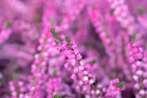 Calluna vulgaris 'Annemarie' - P9 - image 3