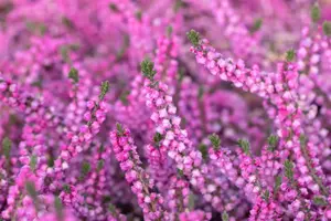Calluna vulgaris 'Annemarie' - P9 - image 4