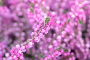 Calluna vulgaris 'Annemarie' - P9 - image 5