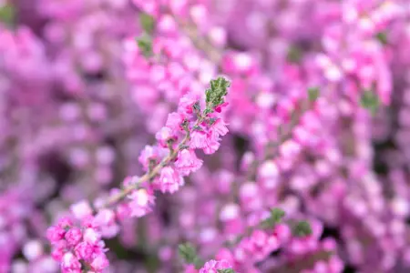 Calluna vulgaris 'Annemarie' - P10.5 - image 5