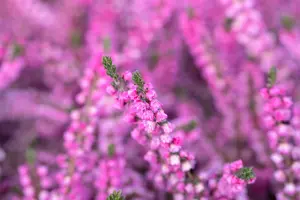 Calluna vulgaris 'Annemarie' - 1.5 Ltr pot - image 3