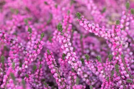 Calluna vulgaris 'Annemarie' - 1.5 Ltr pot - image 4