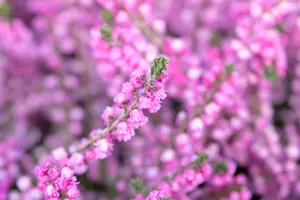 Calluna vulgaris 'Annemarie' - 1.5 Ltr pot - image 5