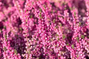 Calluna vulgaris 'Annemarie' - 1.5 Ltr pot - image 2