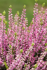 Calluna vulgaris 'Aphrodite' - P10.5 - image 3