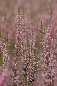 Calluna vulgaris 'Aphrodite' - P10.5 - image 5