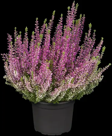 Calluna vulgaris 'Aphrodite' - P10.5 - image 1