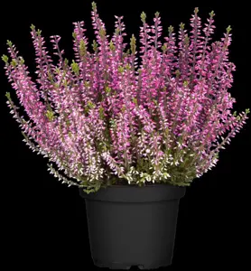Calluna vulgaris 'Aphrodite' - P10.5 - image 2