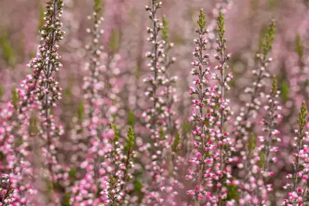 Calluna vulgaris 'Aphrodite' - P10.5 - image 4