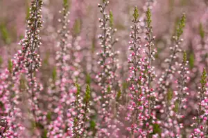 Calluna vulgaris 'Aphrodite' - P10.5 - image 4