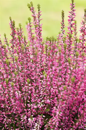 Calluna vulgaris 'Athene' - 1.5 Ltr pot - image 1
