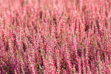 Calluna vulgaris 'Athene' - 1.5 Ltr pot - image 2