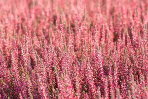 Calluna vulgaris 'Athene' - 1.5 Ltr pot - image 2