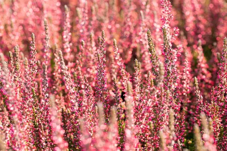 Calluna vulgaris 'Athene' - 1.5 Ltr pot - image 3