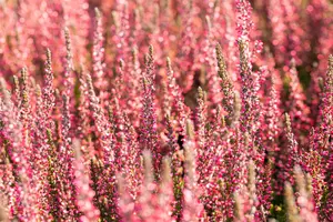 Calluna vulgaris 'Athene' - 1.5 Ltr pot - image 3