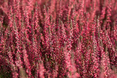 Calluna vulgaris 'Athene' - 1.5 Ltr pot - image 4