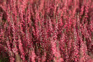 Calluna vulgaris 'Athene' - 1.5 Ltr pot - image 4