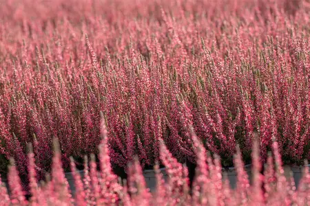 Calluna vulgaris 'Athene' - 1.5 Ltr pot - image 5