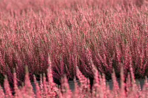 Calluna vulgaris 'Athene' - 1.5 Ltr pot - image 5