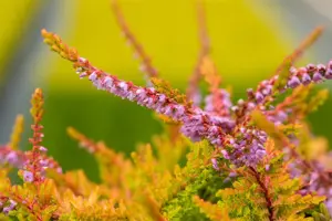 Calluna vulgaris 'Boskoop' - P9 - image 4