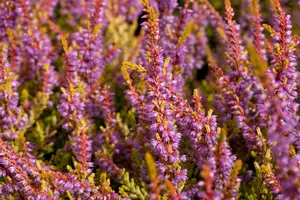 Calluna vulgaris 'Boskoop' - 1.5 Ltr pot - image 1