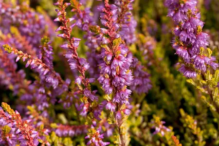 Calluna vulgaris 'Boskoop' - 1.5 Ltr pot - image 2