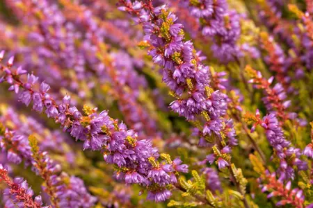 Calluna vulgaris 'Boskoop' - 1.5 Ltr pot - image 3