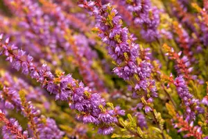 Calluna vulgaris 'Boskoop' - 1.5 Ltr pot - image 3