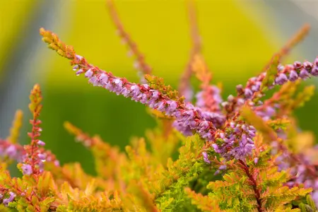 Calluna vulgaris 'Boskoop' - 1.5 Ltr pot - image 4