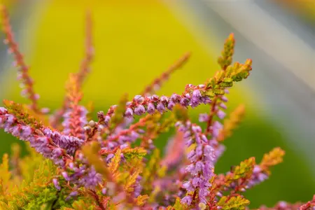 Calluna vulgaris 'Boskoop' - 1.5 Ltr pot - image 5