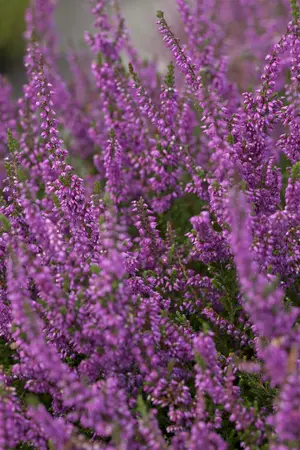 Calluna vulgaris 'Carmen' - P9 - image 1