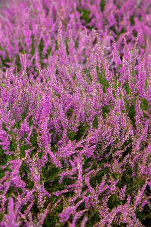 Calluna vulgaris 'Carmen' - P9 - image 3
