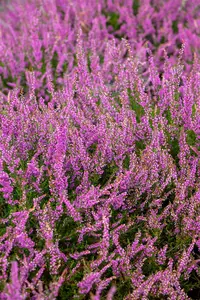 Calluna vulgaris 'Carmen' - P9 - image 3