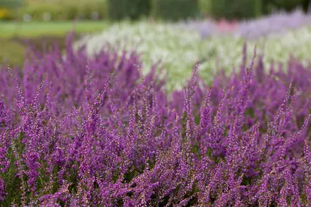 Calluna vulgaris 'Carmen' - P9 - image 2